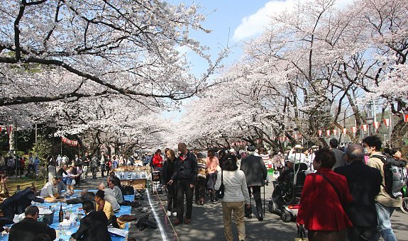 taman-sakura-jepun