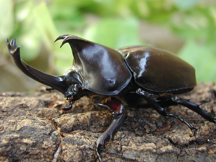 SERANGGA KANAK-KANAK DI JEPUN SUKA KUMPUL KETIKA MUSIM PANAS