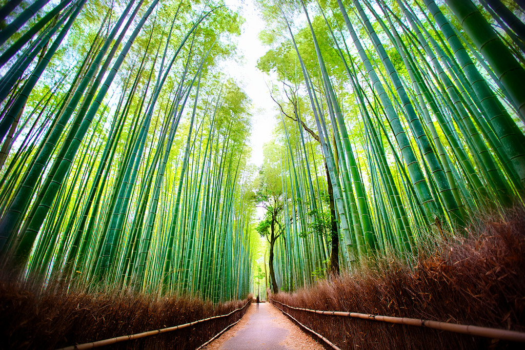 Arashiyama Bamboo Forest