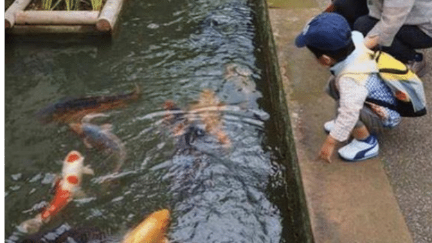 Air longkang di Jepun "Bersih" Betul ke sampai boleh bela ikan koi?